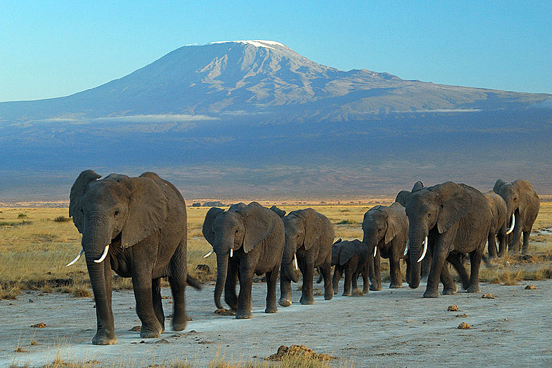 Elephants walking through Amboseli National Park with Mount Kilimanjaro behind them