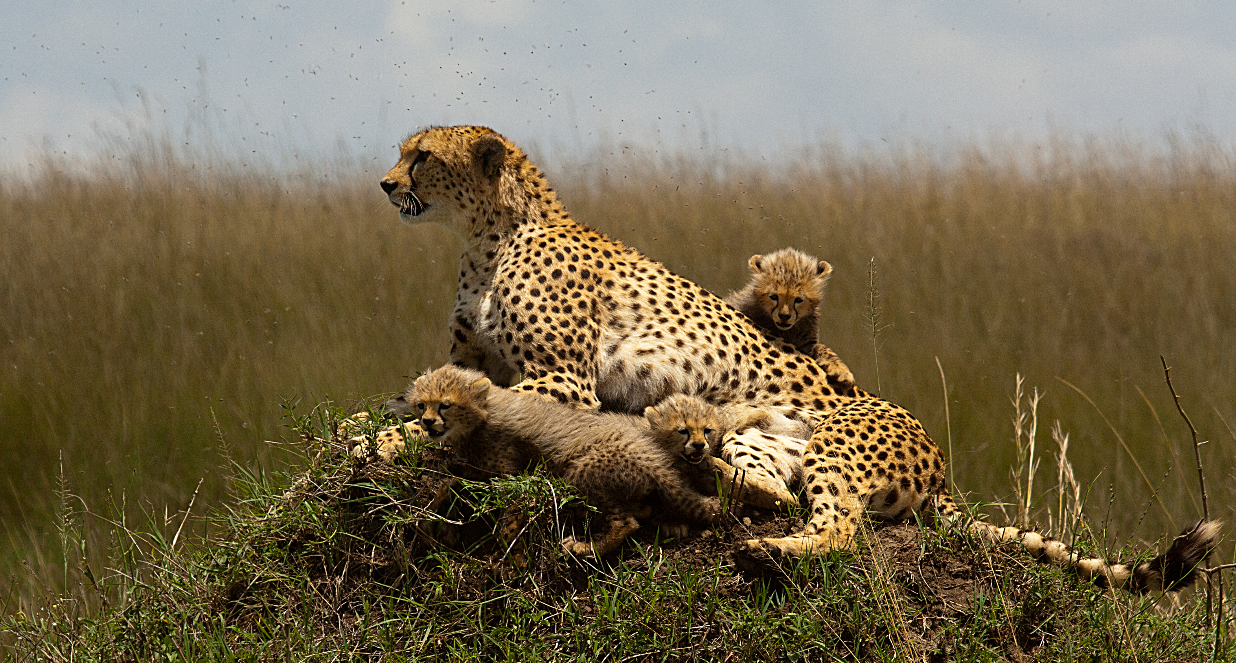 Cheetah with cubs resting in grass