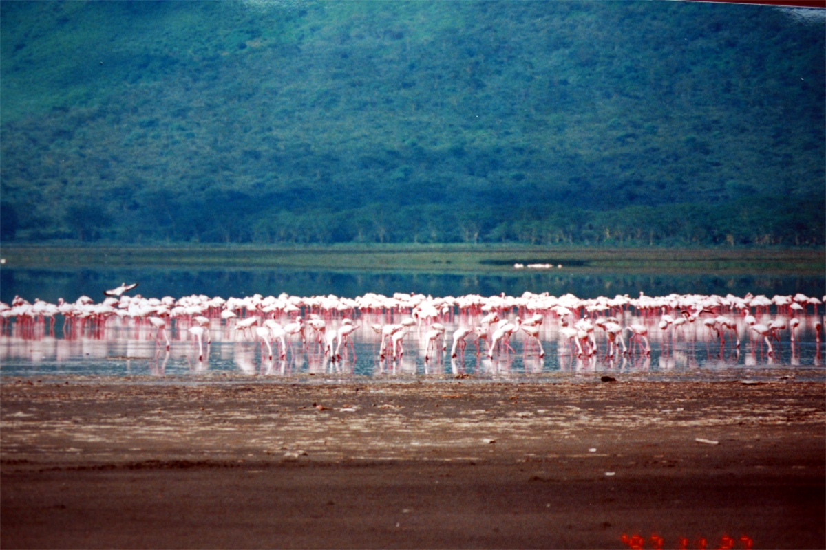Flamingos feeding at Lake Nakuru