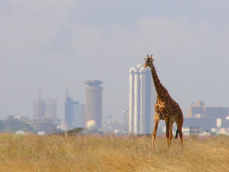 A giraffe in Nairobi National Park with the Nairobi skyline behind it