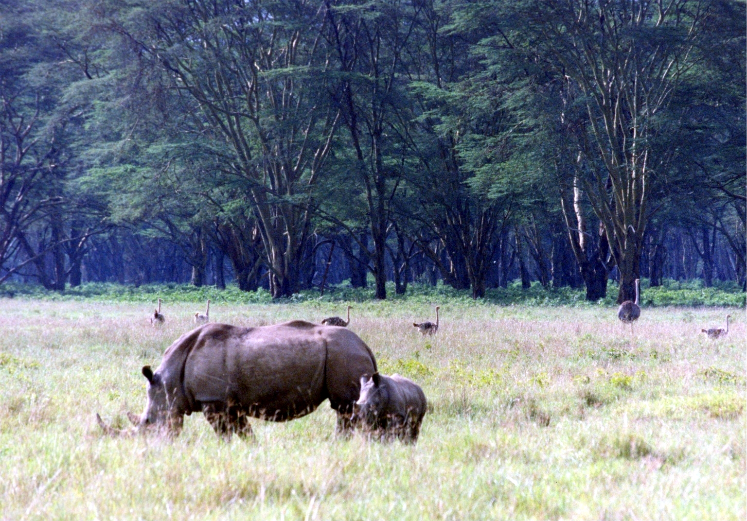 Rhinoceros in Lake Nakuru National Park